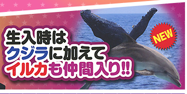 生入時はクジラに加えてイルカも仲間入り!!